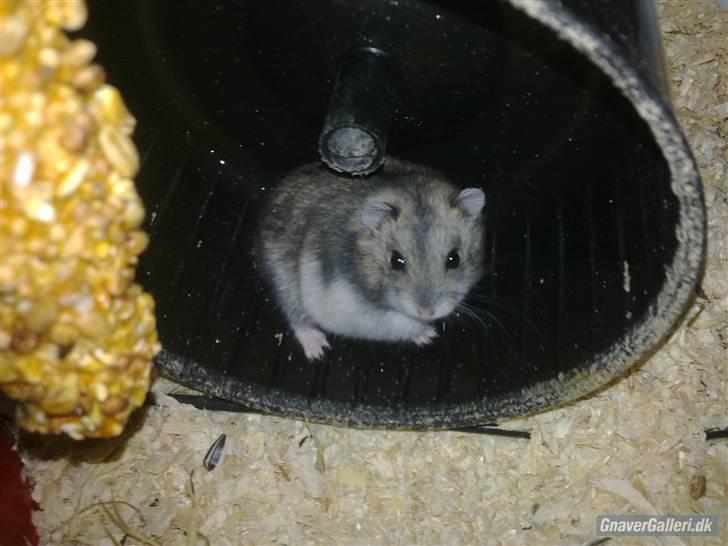 Dværghamster Princess den tykke R.I.P billede 1