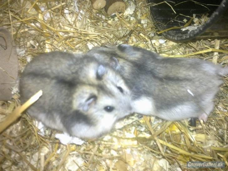 Dværghamster Princess den tykke R.I.P billede 2