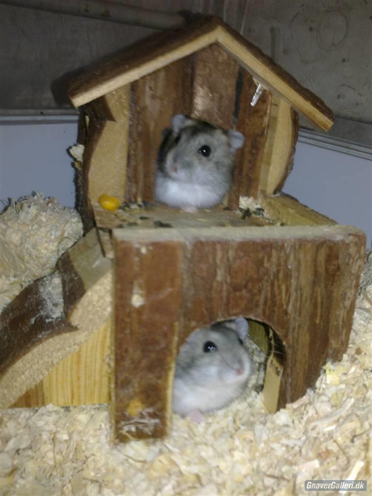 Dværghamster Princess den tykke R.I.P billede 3