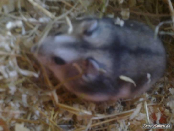 Dværghamster Princess den tykke R.I.P billede 4