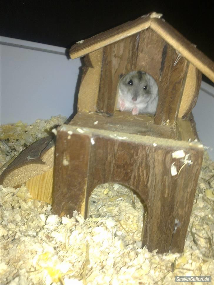 Dværghamster Princess den tykke R.I.P billede 5