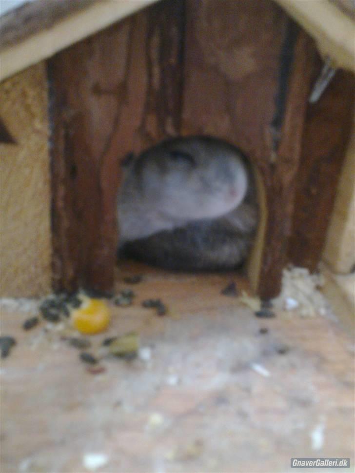 Dværghamster Princess den tykke R.I.P billede 6