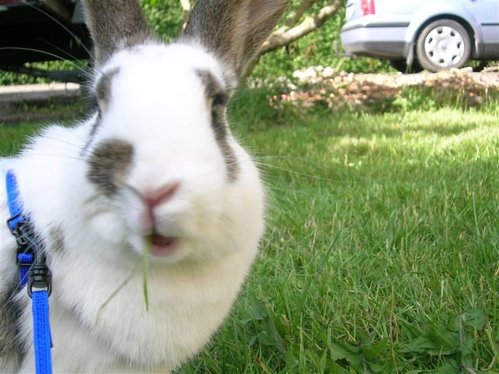 Kanin Sofie<3 givet væk:/ billede 18