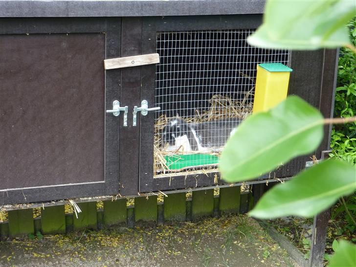 Kanin Maddie R.I.P - Maddie slapper i buret! billede 8