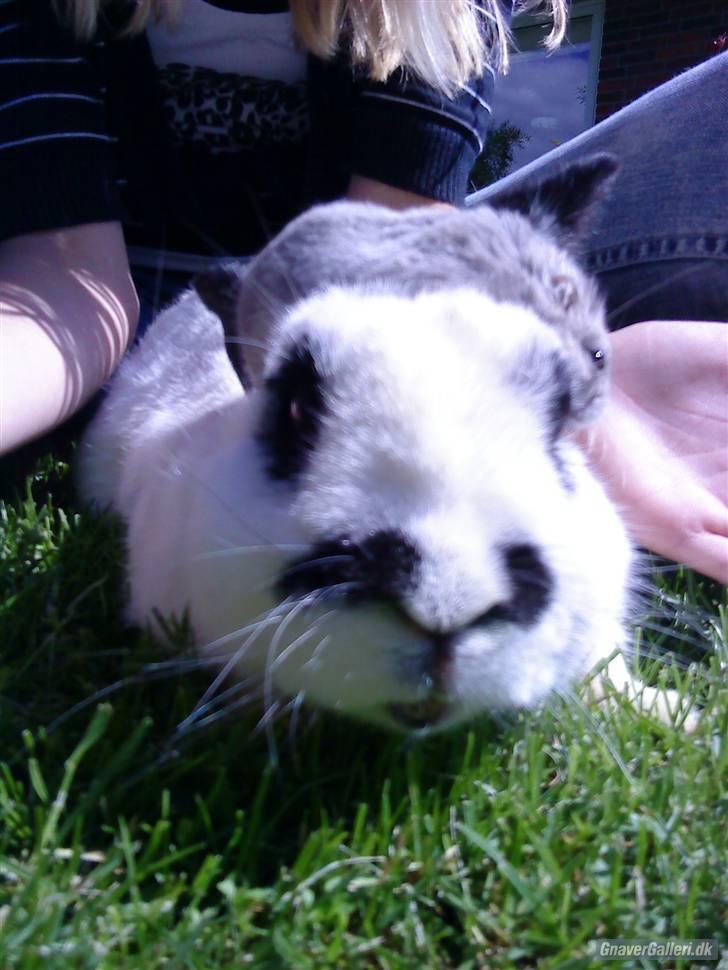 Kanin Rufus :)<3 - #8 Rufus og Vega sammen? billede 8