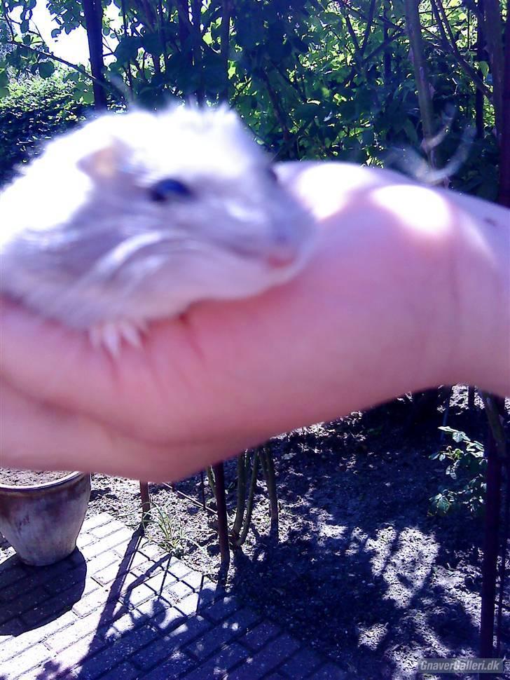 Dværghamster Vega :)<3 R.I.P. - #6 Ligner en mis her? :) billede 5