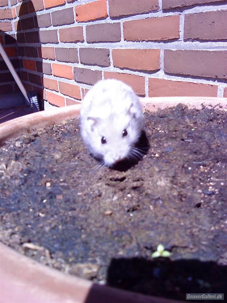 Dværghamster Vega :)<3 R.I.P. - #8 Åh nej! Nu kommer NinjaVega og dræber os! :D billede 7