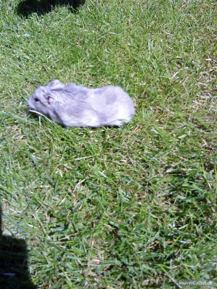 Dværghamster Vega :)<3 R.I.P. - #9 På græs C; billede 8