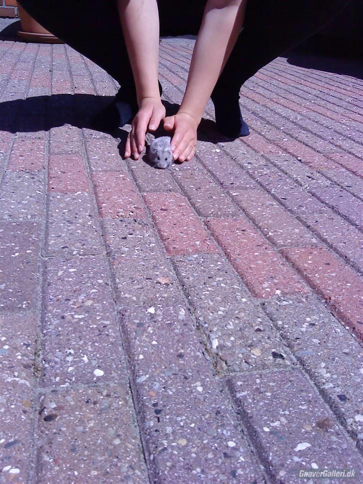 Dværghamster Vega :)<3 R.I.P. - #10 Udenfor :D billede 9