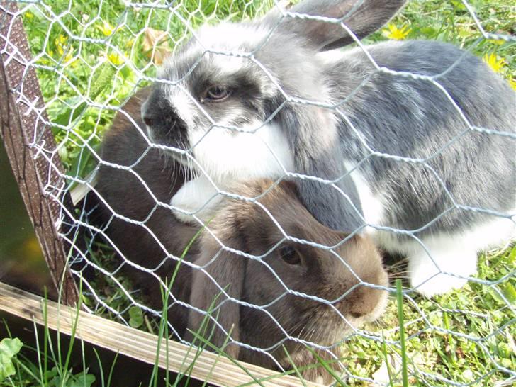 Kanin Maddie R.I.P - Da de to hængeører var små - Maddie og Milka hygger :) billede 9