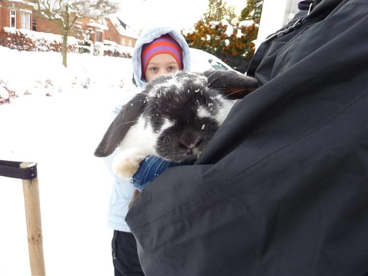 Kanin Maddie R.I.P - Oppe hos naboen Aske i vinterkulden .. ubrr :b billede 10