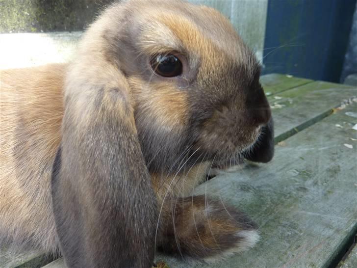 Kanin Olivia - Smukke billede 14