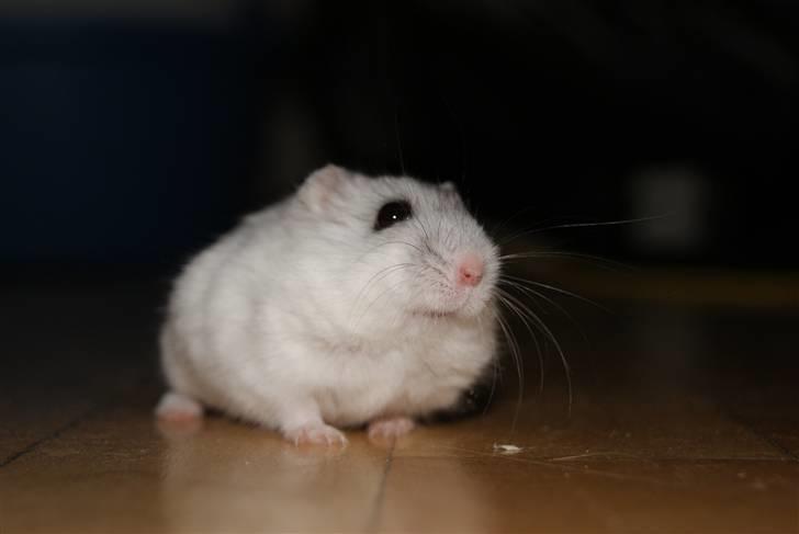 Dværghamster Stella † DØD 10.1.2011 †  billede 19