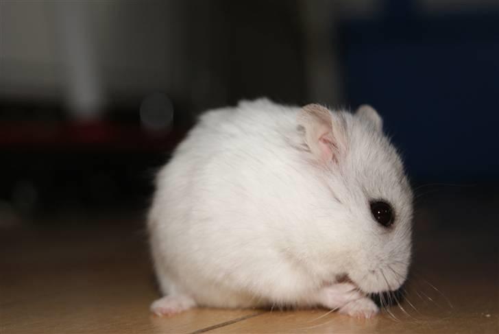 Dværghamster Stella † DØD 10.1.2011 †  billede 20