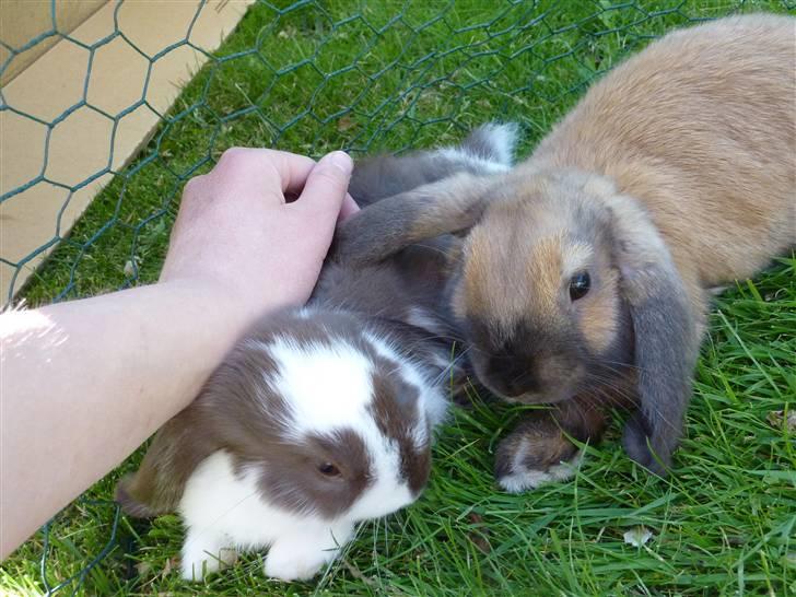 Kanin Olivia - Hygge; Olivia og Milkyway. billede 15