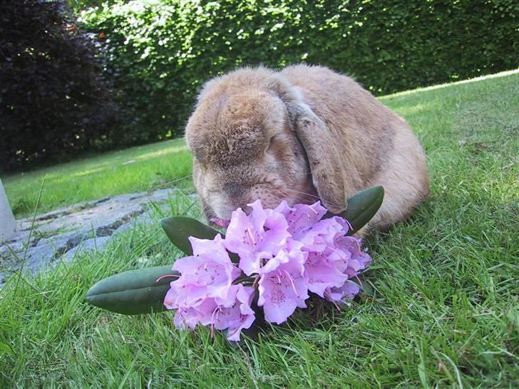 Kanin AM´s Snuske<3 Død d. 27-06.2010! - Miin Blomst <3 billede 19