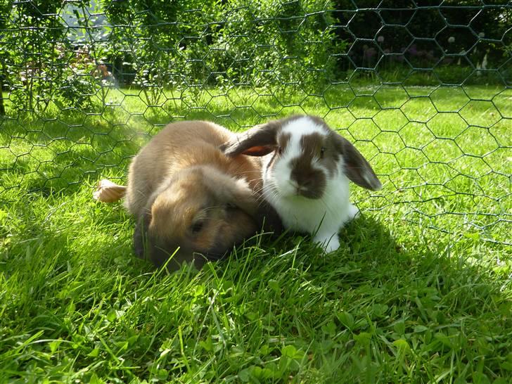 Kanin Olivia - Olivia mødtes med den vores lille Milkyway, de blev rigtig go´e venner :) billede 16