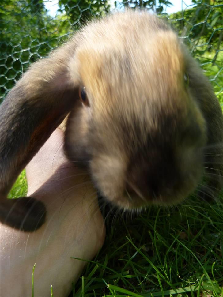 Kanin Olivia - Hva´ pokker er det her? billede 17