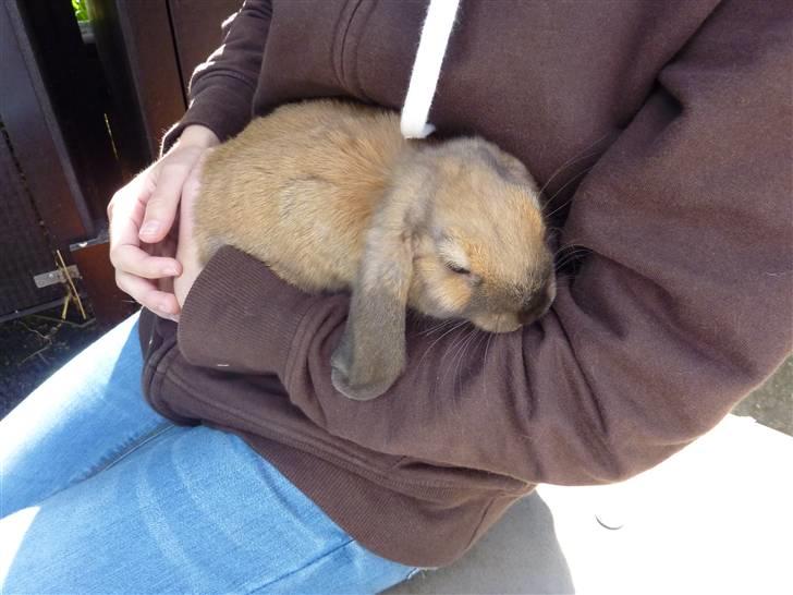 Kanin Olivia - Hygge;) billede 18