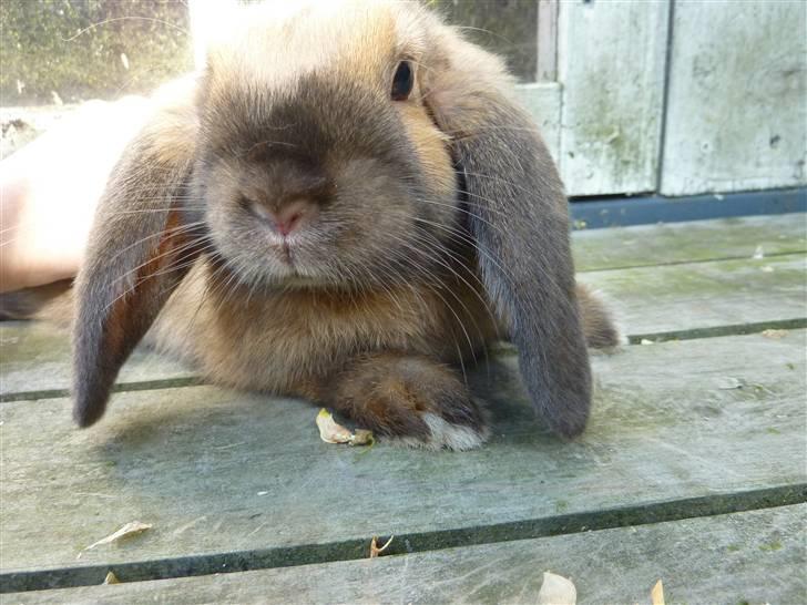 Kanin Olivia - Slappe.. billede 19