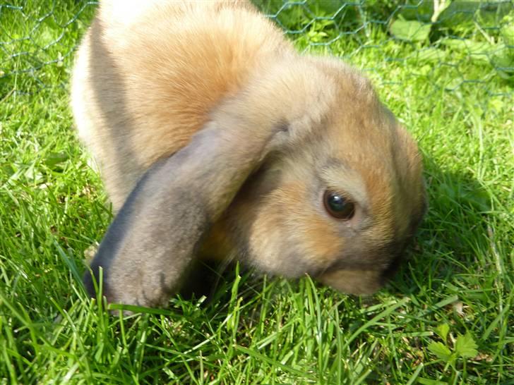 Kanin Olivia - Hmmm :D billede 20