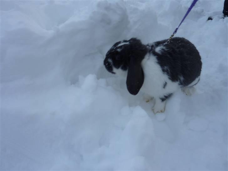 Kanin Maddie R.I.P - Maddie i selen ;) billede 11