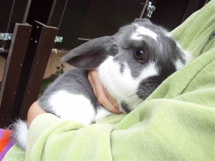 Kanin Maddie R.I.P - Freja og Maddie.. billede 12