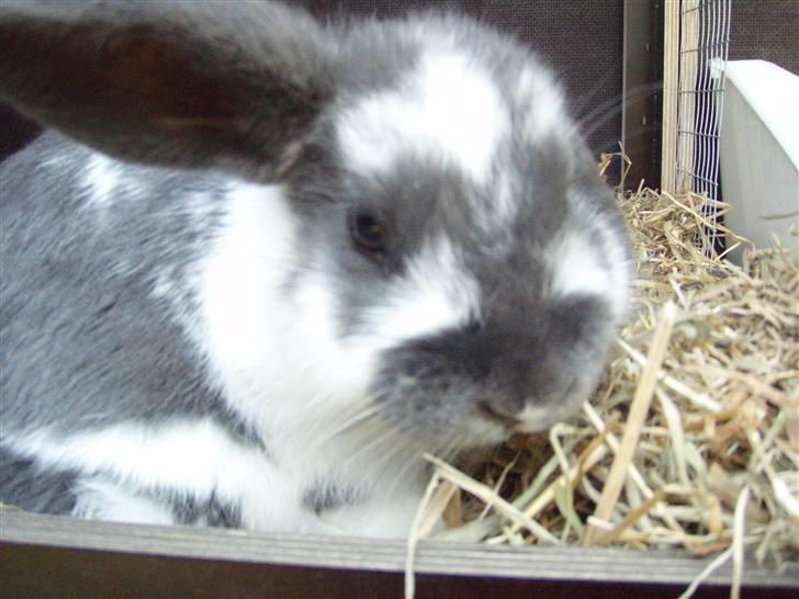 Kanin Maddie R.I.P - Maddie billede 13