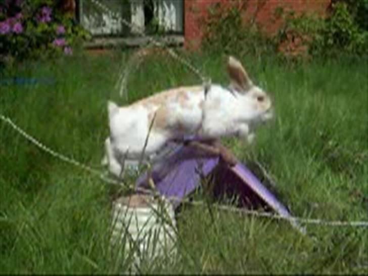 Kanin :  Tinets Pancake(L). - panne springer (; *UNDSKYLD KVALITET TAGET FRA VIDEO*  billede 14