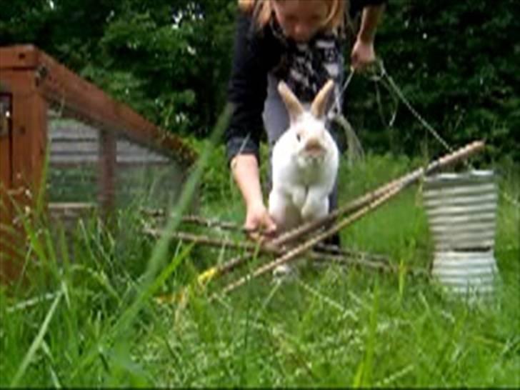 Kanin :  Tinets Pancake(L). - panne springer (; *UNDSKYLD KVALITET TAGET FRA VIDEO*  billede 15