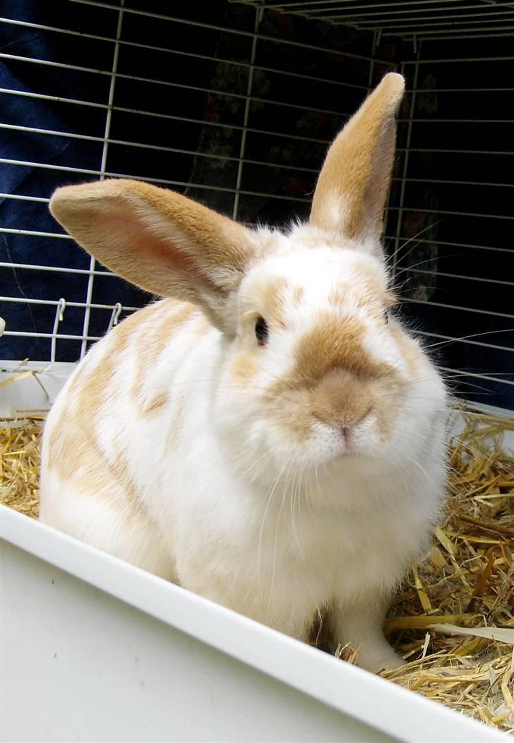 Kanin :  Tinets Pancake(L). - panne i sit bur :D billede 16