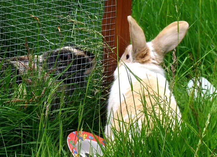 Kanin :  Tinets Pancake(L). - panne og hans mor d; billede 17