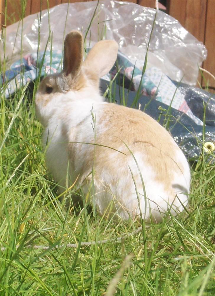 Kanin :  Tinets Pancake(L). - :D billede 18