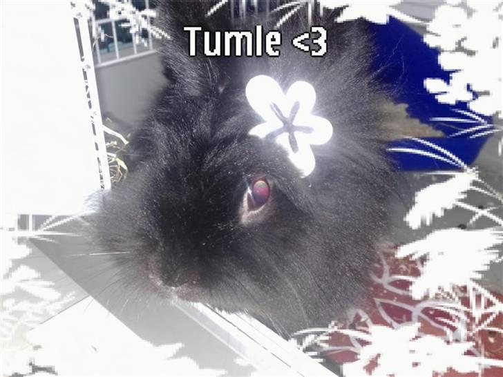 Kanin Tumle *død* - Min yndige prinsesse  billede 20
