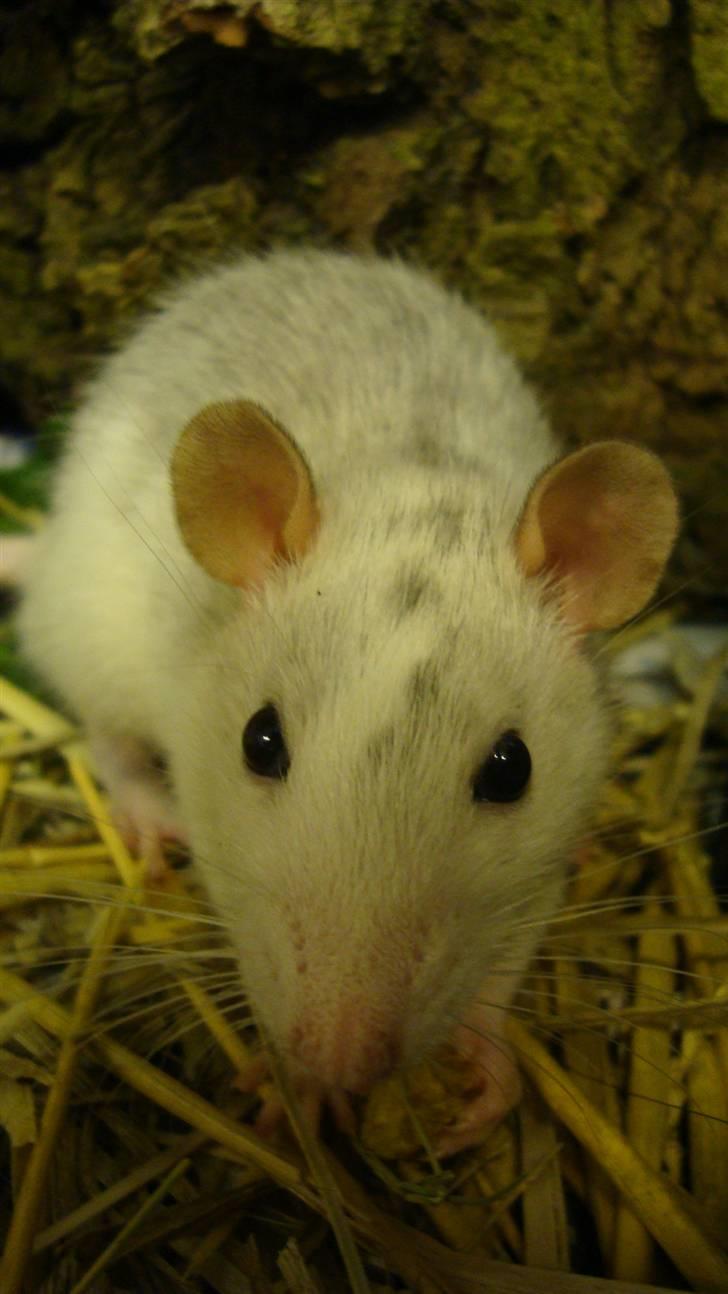 Tamrotte BenteBent billede 1