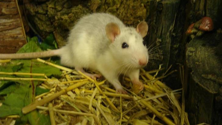 Tamrotte BenteBent billede 2