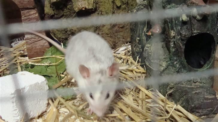 Tamrotte BenteBent billede 3