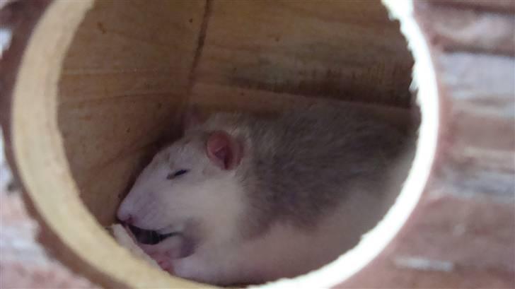 Tamrotte BenteBent billede 4