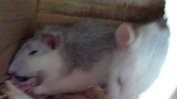 Tamrotte BenteBent billede 5