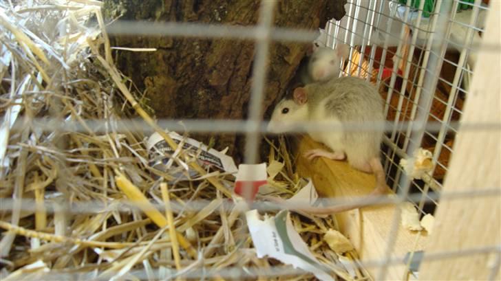 Tamrotte BenteBent billede 6