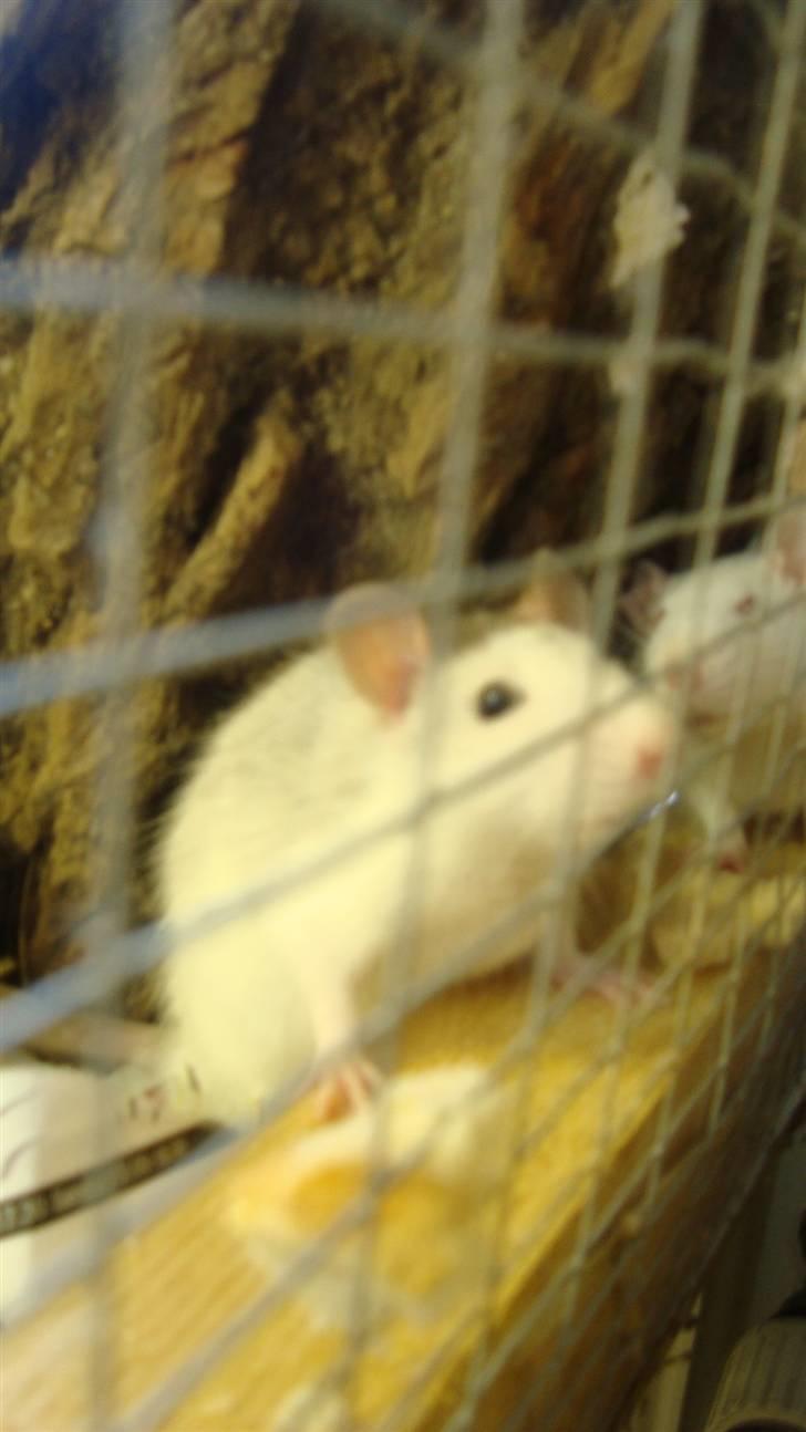 Tamrotte BenteBent billede 7