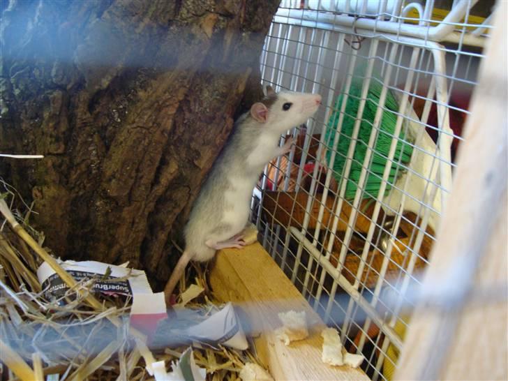 Tamrotte BenteBent billede 8