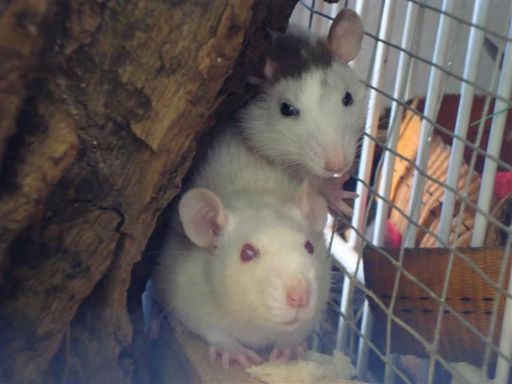 Tamrotte BenteBent billede 9