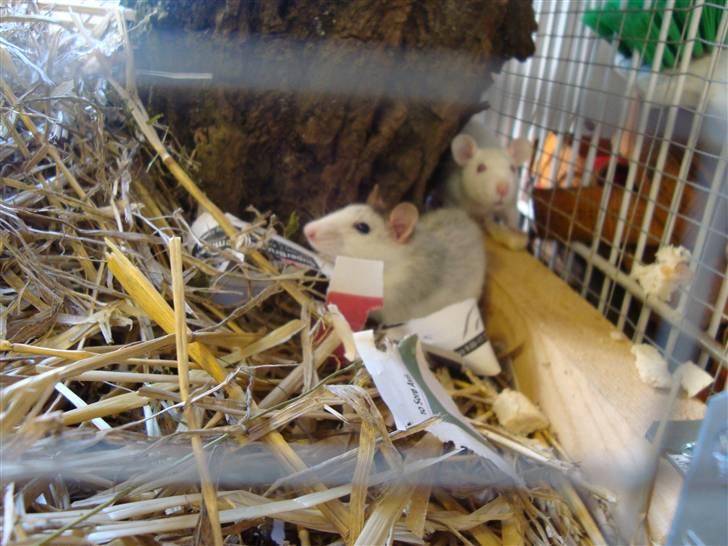 Tamrotte BenteBent billede 10