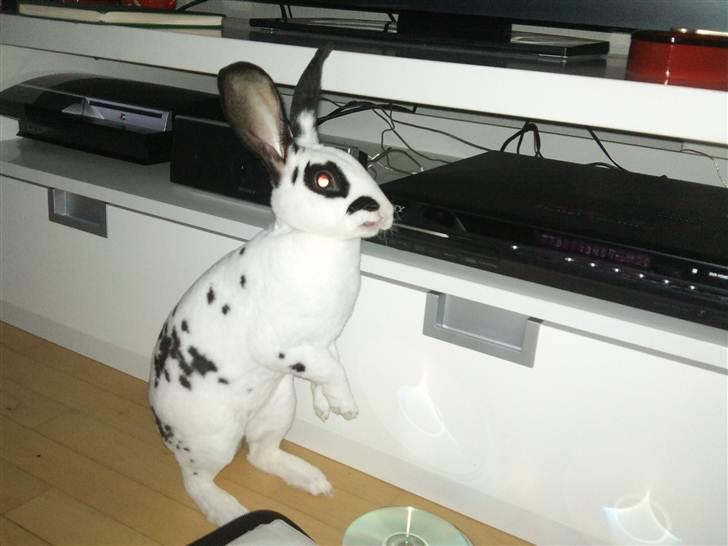 Kanin Ninkos (rex) billede 2