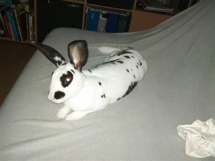 Kanin Ninkos (rex) - Tar´ lige en slapper okay. billede 3