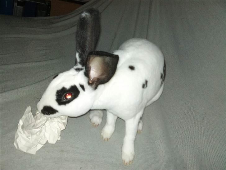 Kanin Ninkos (rex) - Er på ingen måde igang med at flænse det. billede 4