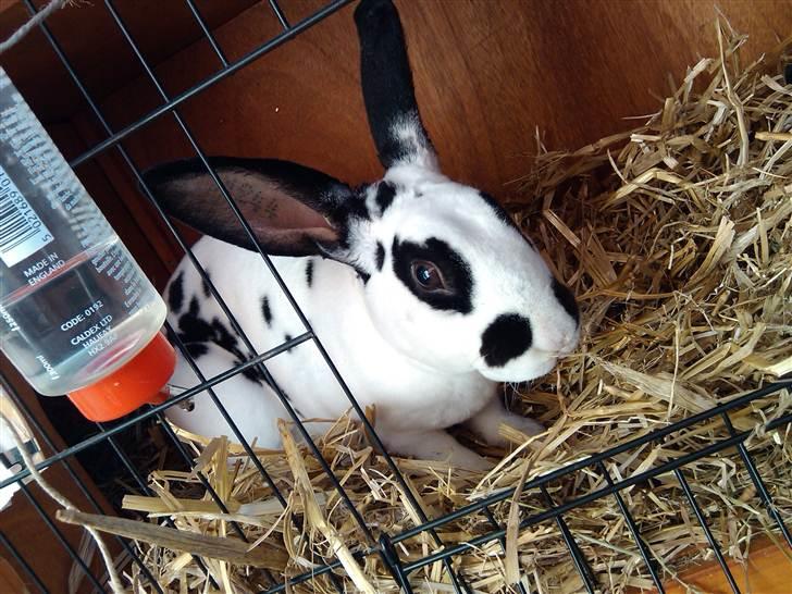 Kanin Ninkos (rex) - Jeg er smuk, se mig nu! billede 5