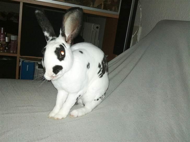 Kanin Ninkos (rex) - Jeg ER en charmetrold. billede 6