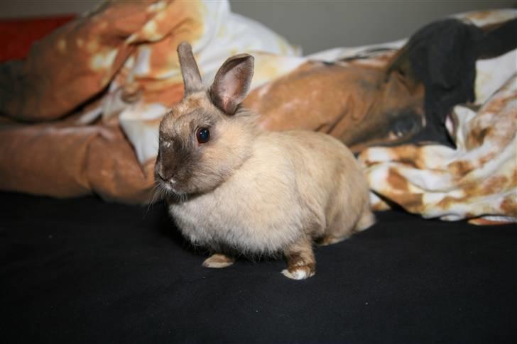 Kanin Perle - Perle inde i min seng, lidt nysgerrig og meget skeptisk over for kameraet :) billede 4